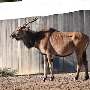 Giant Eland