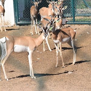 Soemmerring's Gazelle