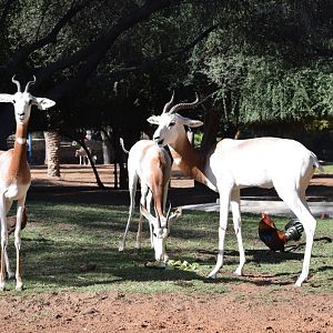 Nubian red-necked Gazelle
