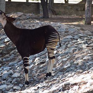 Okapi