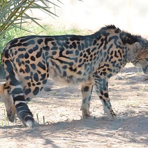 "King" cheetah