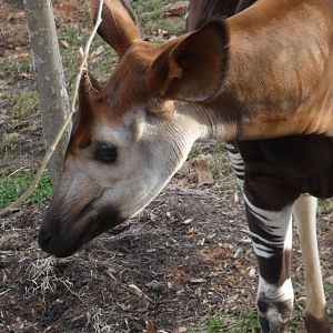 Okapi at the Greensboro Science Center