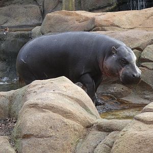 Pygmy Hippo at the Greensboro Science Center