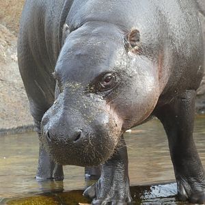 Pygmy Hippo at the Greensboro Science Center