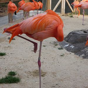 Caribbean Flamingo at the Greensboro Science Center