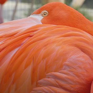 Caribbean Flamingo at the Greensboro Science Center
