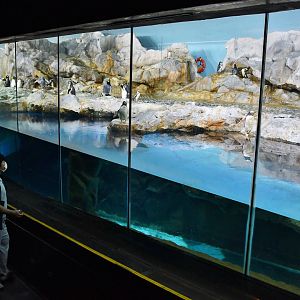 [CLOSED] Penguin Coast