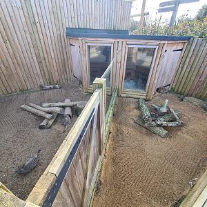 Banded Mongoose and Zorilla Exhibits