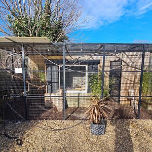 Large Spotted Genet Exhibit
