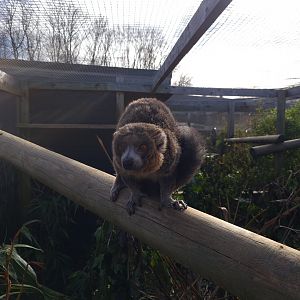 Mongoose Lemur Exhibit