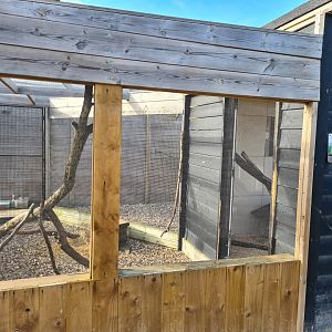 Asian Palm Civet Exhibit