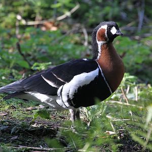 Red-breasted Goose
