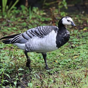 Barnacle Goose