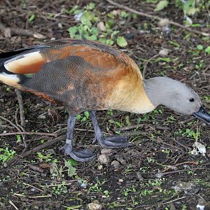 South African Shelduck