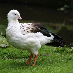 Andean Goose