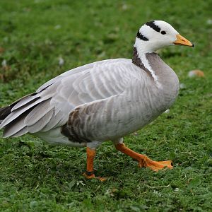 Bar-headed Goose