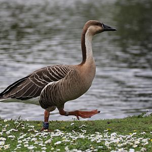 Swan Goose
