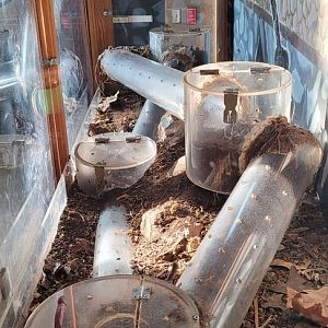 Eastern Mole Exhibit Side View