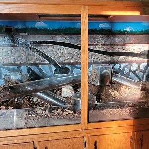 Eastern Mole Exhibit