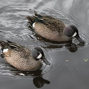 Blue-winged Teal