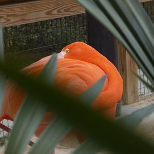 Caribbean Flamingo at the Greensboro Science Center