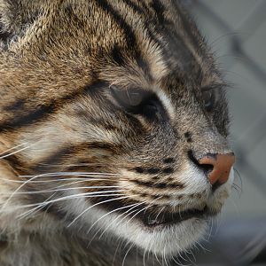 Fishing Cat at the Greensboro Science Center