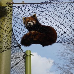 Red Panda at the Greensboro Science Center