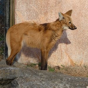 Maned Wolf at the Greensboro Science Center