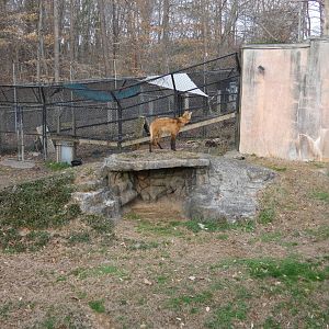 Maned Wolf at the Greensboro Science Center