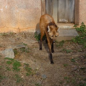 Maned Wolf at the Greensboro Science Center