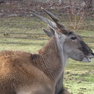 Ernie (Common eland)
