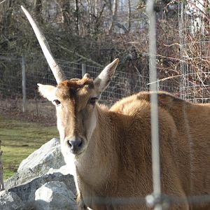 Princess (Common eland)