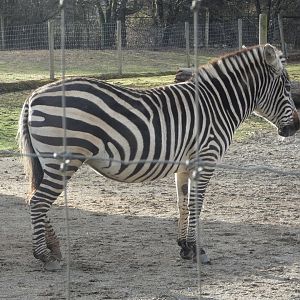 Sahara (Plains zebra)