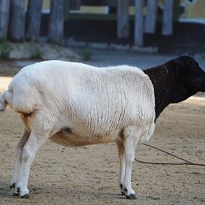 Somali sheep (Ovis aries), 2022-09-12