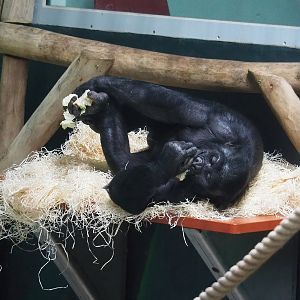 Bonobo (Pan paniscus), 2022-09-12