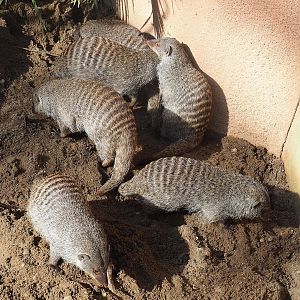 Banded mongooses (Mungos mungo), 2022-09-12