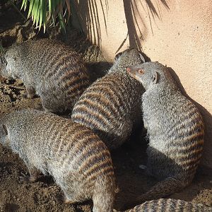 Banded mongooses (Mungos mungo), 2022-09-12