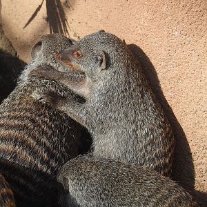 Banded mongoose (Mungos mungo), 2022-09-12