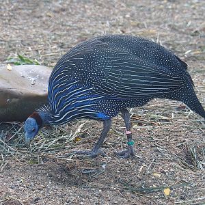 Vulturine guineafowl (Acryllium vulturinum), 2022-09-12