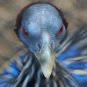 Vulturine guineafowl (Acryllium vulturinum), 2022-09-12