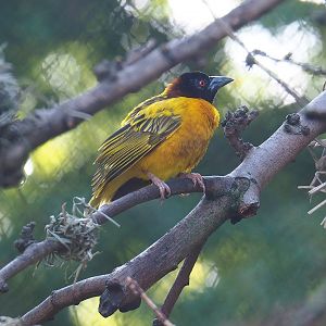 Village weaver (Ploceus cucullatus), 2022-09-12