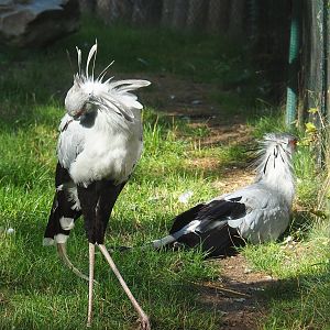 Secretary birds (Sagittarius serpentarius), 2022-09-12