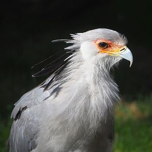 Secretary bird (Sagittarius serpentarius), 2022-09-12