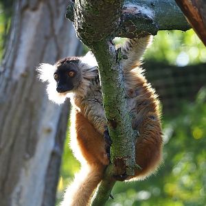Black lemur (Eulemur macaco), 2022-09-12