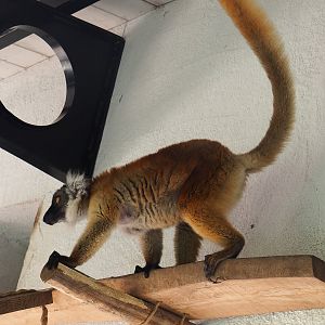 Black lemur (Eulemur macaco), 2022-09-12