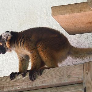 Black lemur (Eulemur macaco), 2022-09-12