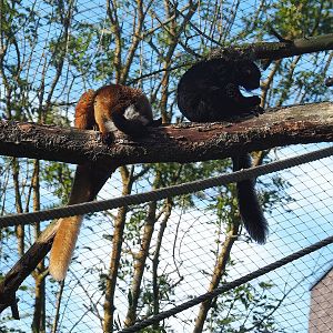 Black lemurs (Eulemur macaco), 2022-09-12