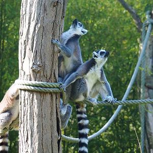 Ring-tailed lemurs (Lemur catta), 2022-09-12