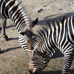 Hartmann's mountain zebras (Equus zebra hartmannae), 2022-09-12