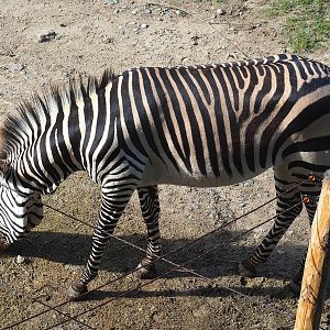Hartmann's mountain zebra (Equus zebra hartmannae), 2022-09-12